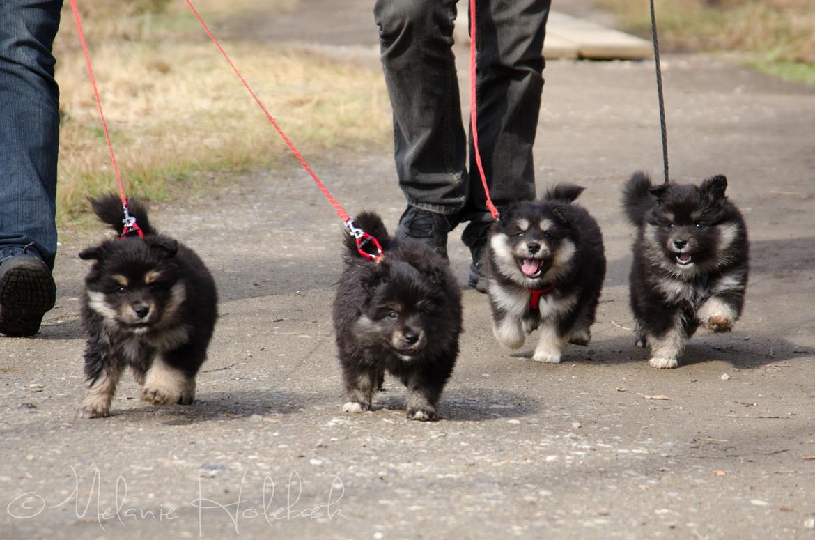 Finsk lapphund DKCH HRCH Lapinkaunis Gimme All Your Lovin' - 6 Uger - helt ude til venstre billede 32