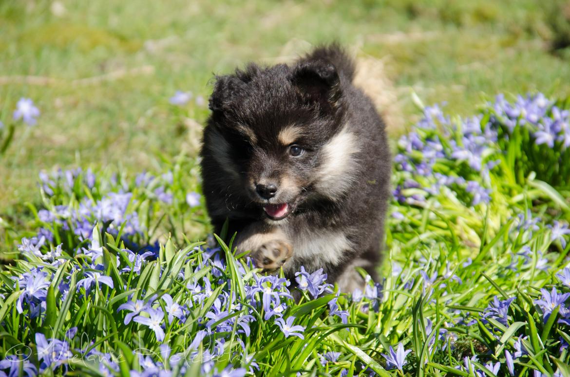 Finsk lapphund DKCH HRCH Lapinkaunis Gimme All Your Lovin' billede 31