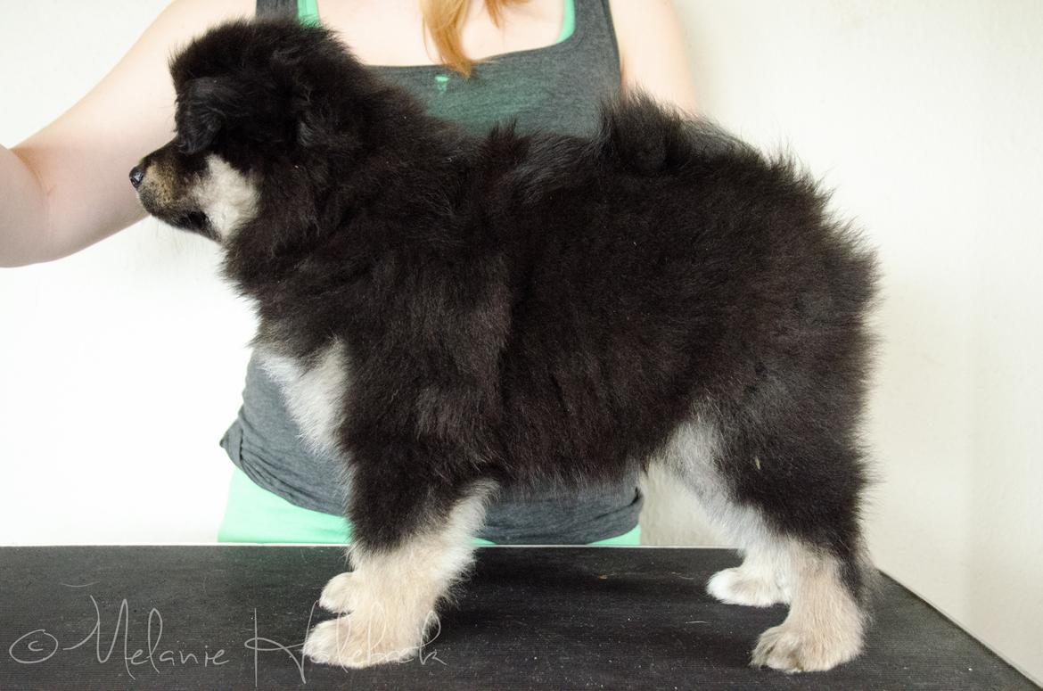Finsk lapphund DKCH HRCH Lapinkaunis Gimme All Your Lovin' billede 30