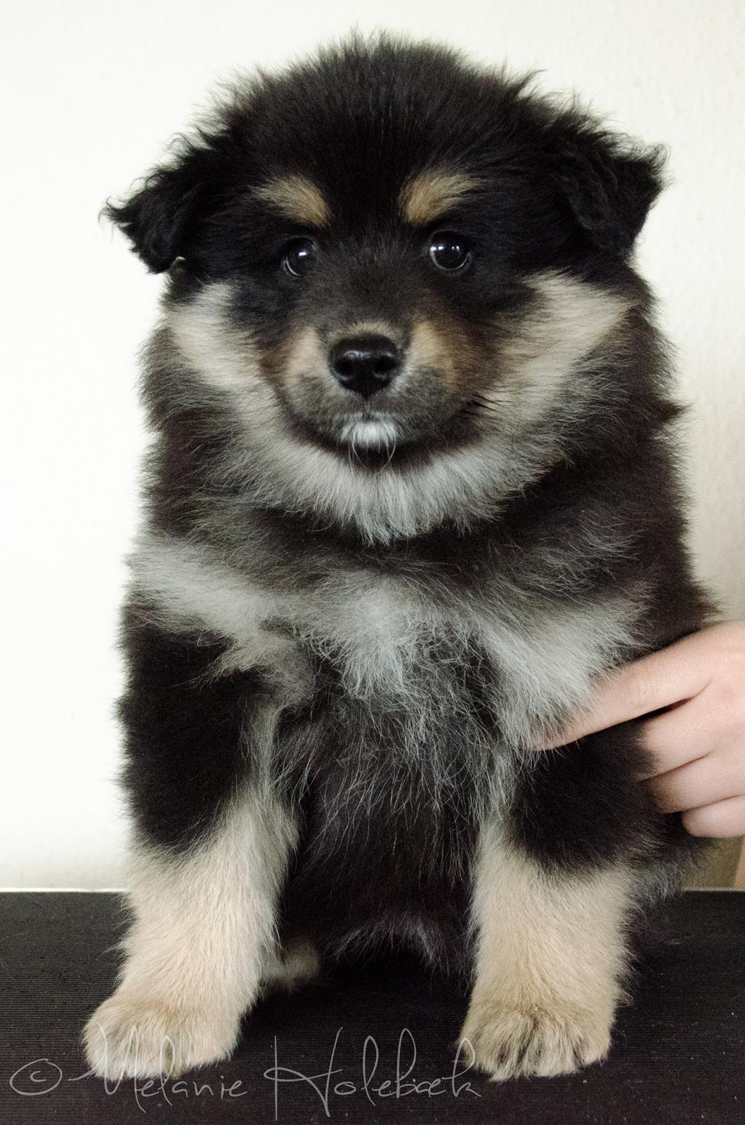 Finsk lapphund DKCH HRCH Lapinkaunis Gimme All Your Lovin' - 7 Uger billede 29