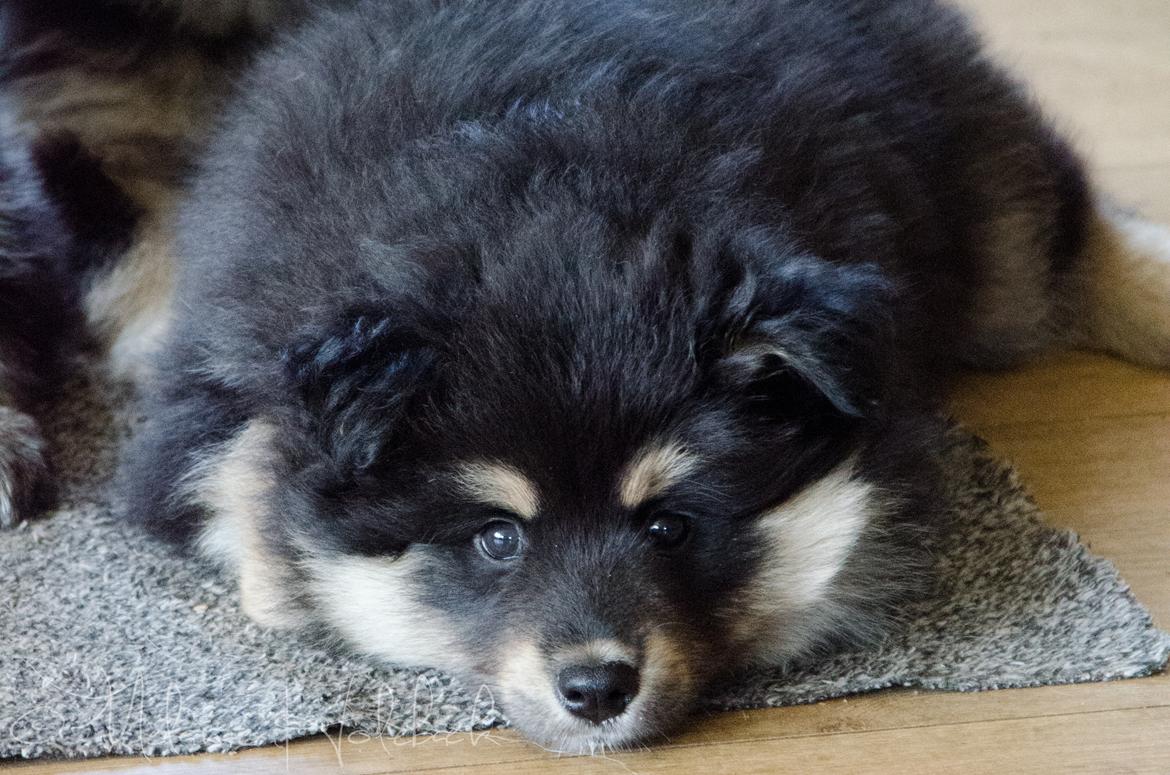 Finsk lapphund DKCH HRCH Lapinkaunis Gimme All Your Lovin' billede 28