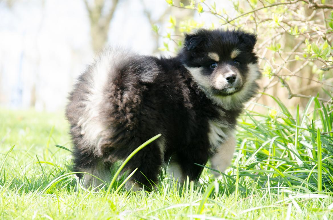 Finsk lapphund DKCH HRCH Lapinkaunis Gimme All Your Lovin' - LouLou! billede 20