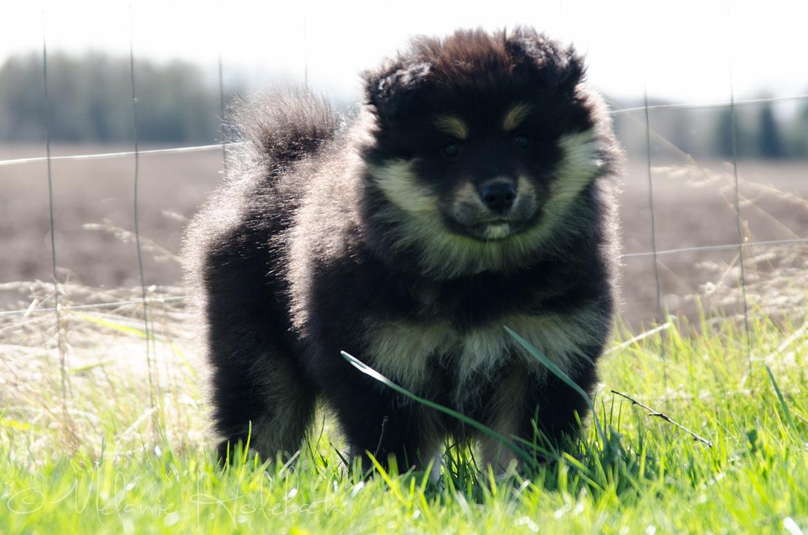 Finsk lapphund DKCH HRCH Lapinkaunis Gimme All Your Lovin' billede 27