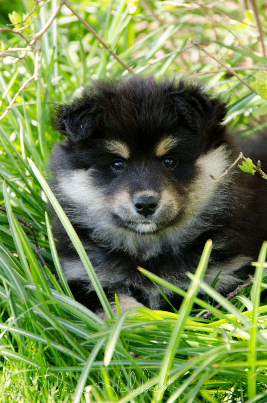 Finsk lapphund DKCH HRCH Lapinkaunis Gimme All Your Lovin' billede 26