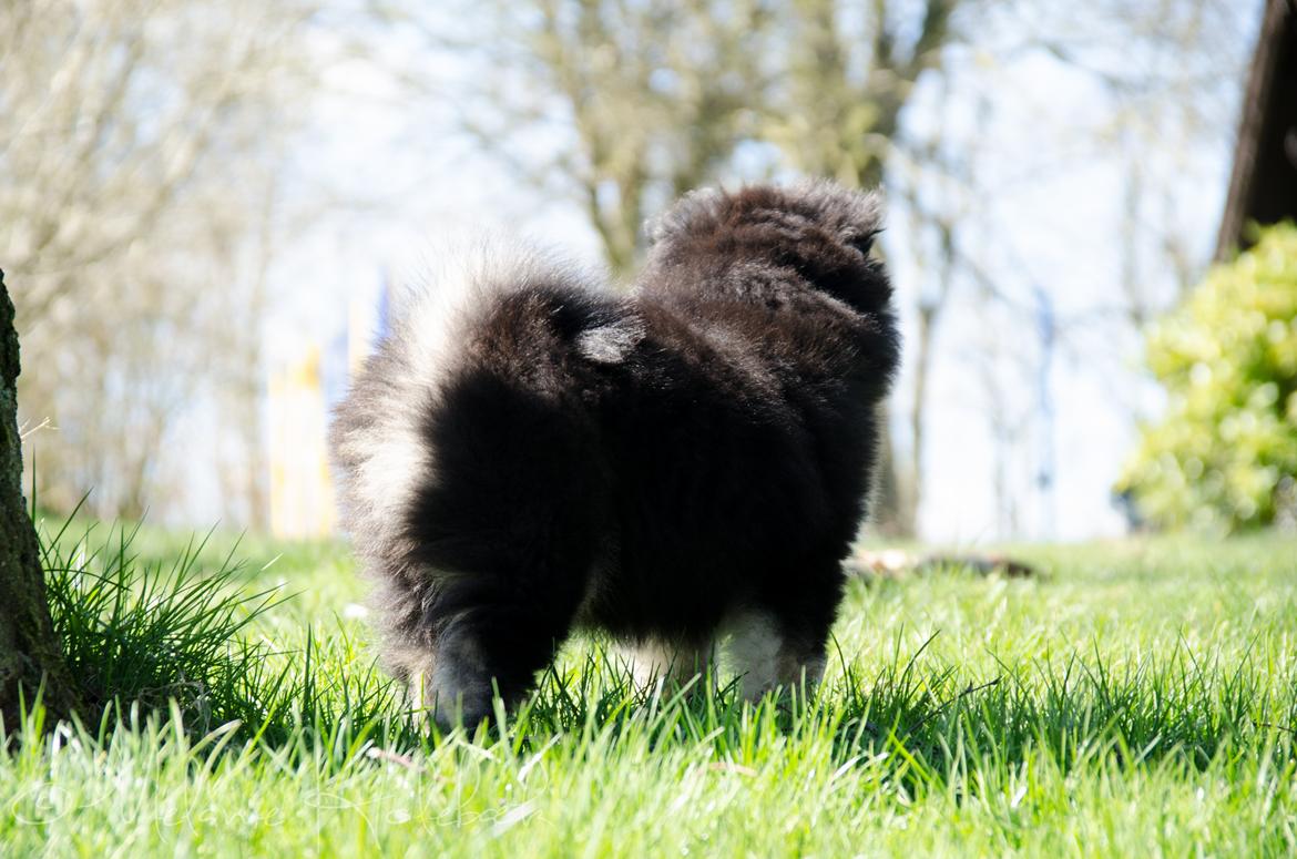 Finsk lapphund DKCH HRCH Lapinkaunis Gimme All Your Lovin' billede 25