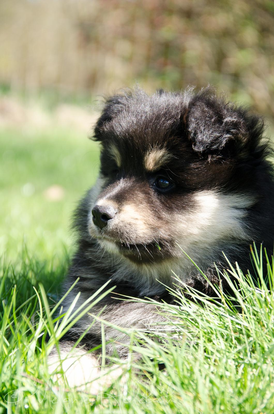 Finsk lapphund DKCH HRCH Lapinkaunis Gimme All Your Lovin' billede 24