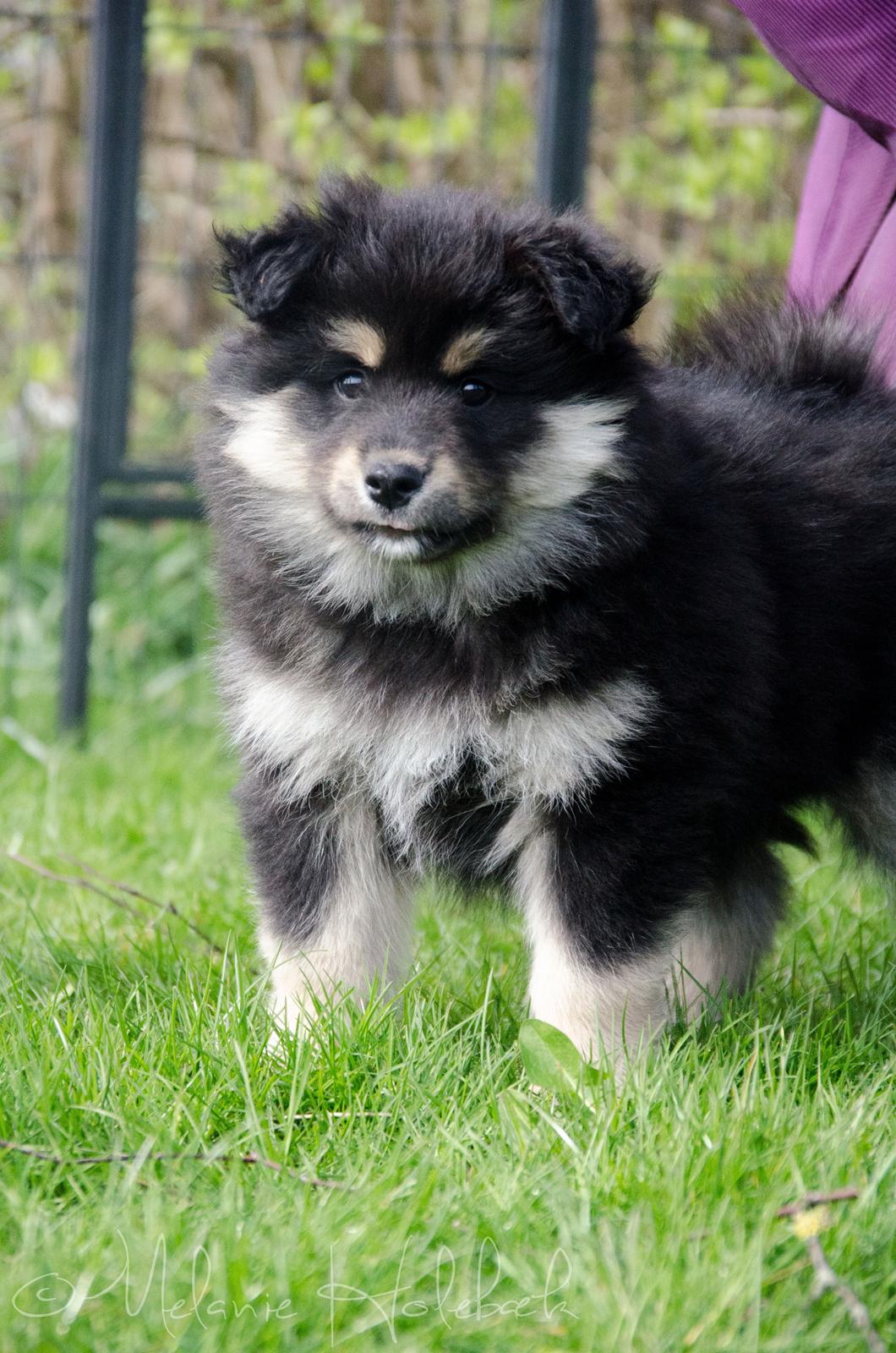 Finsk lapphund DKCH HRCH Lapinkaunis Gimme All Your Lovin' billede 23