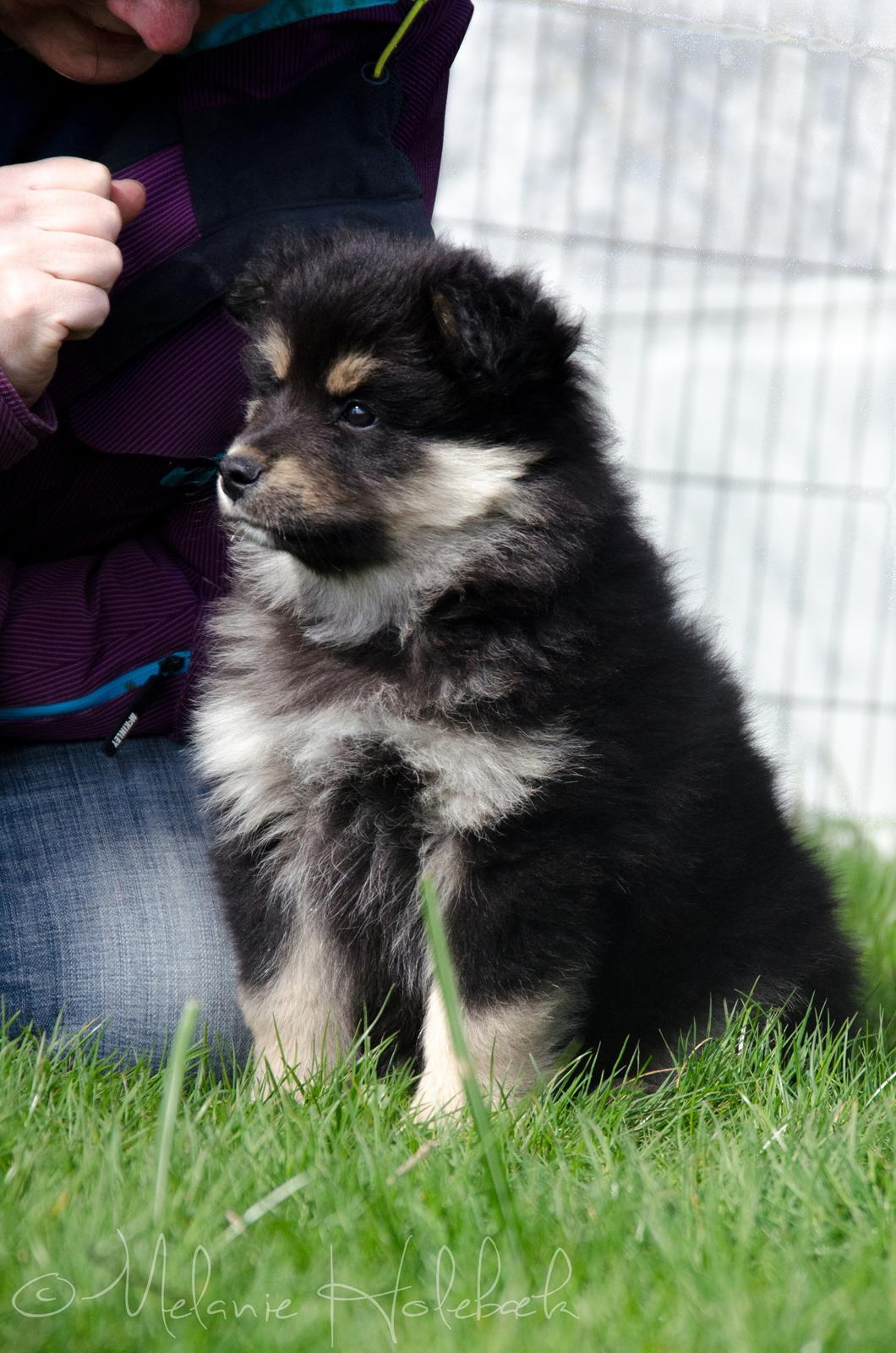 Finsk lapphund DKCH HRCH Lapinkaunis Gimme All Your Lovin' billede 22
