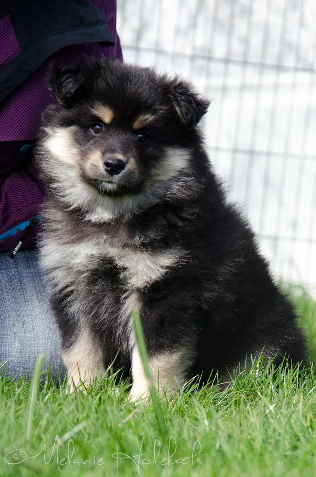 Finsk lapphund DKCH HRCH Lapinkaunis Gimme All Your Lovin' - Næsten 8 uger billede 21