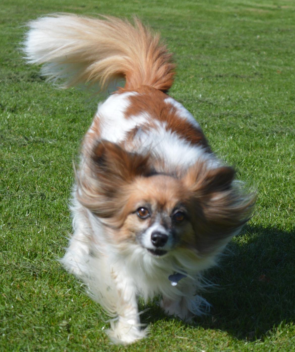 Papillon Charlie billede 38