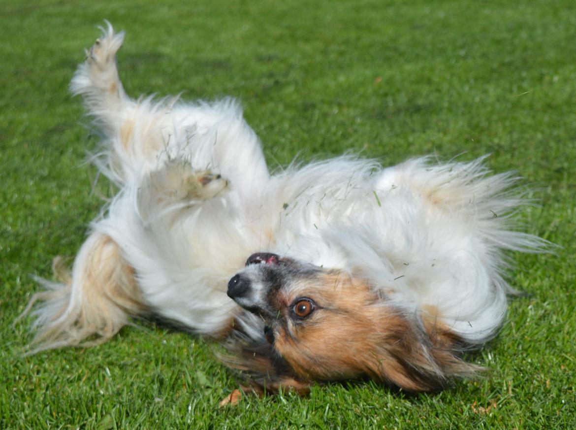 Papillon Charlie billede 42