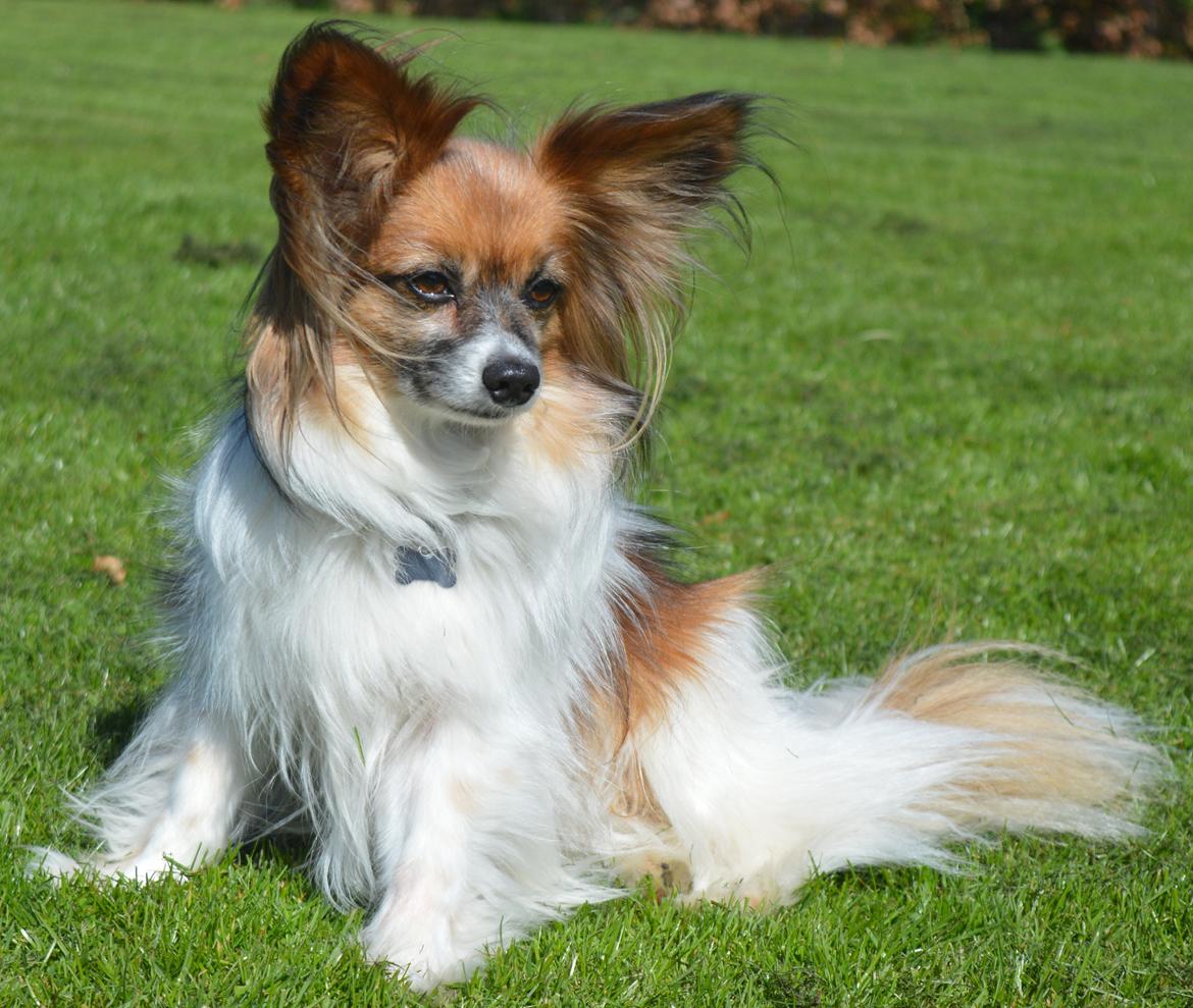 Papillon Charlie billede 6