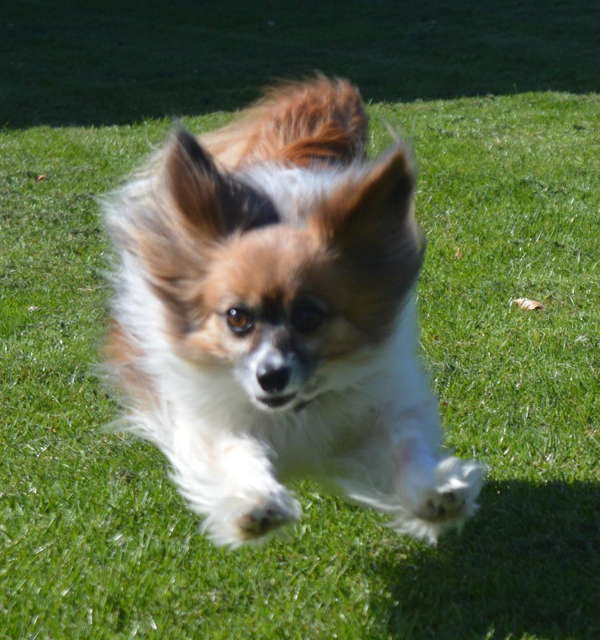 Papillon Charlie billede 8