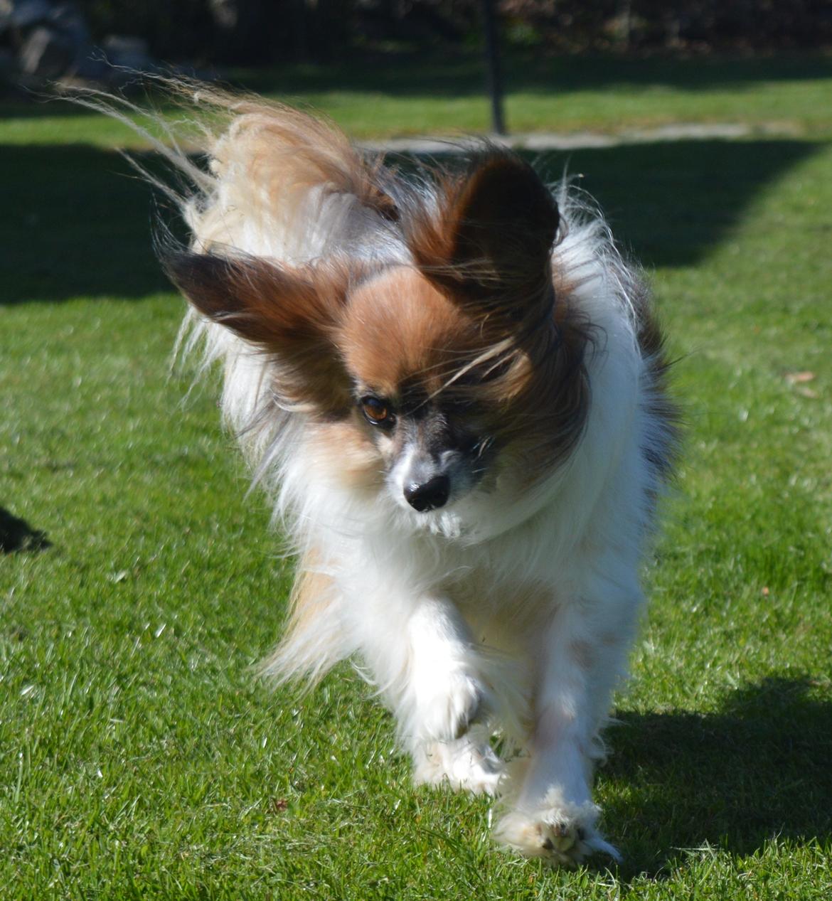 Papillon Charlie billede 7