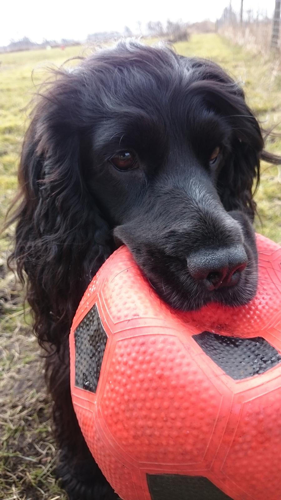 Cocker spaniel Pepsi billede 11