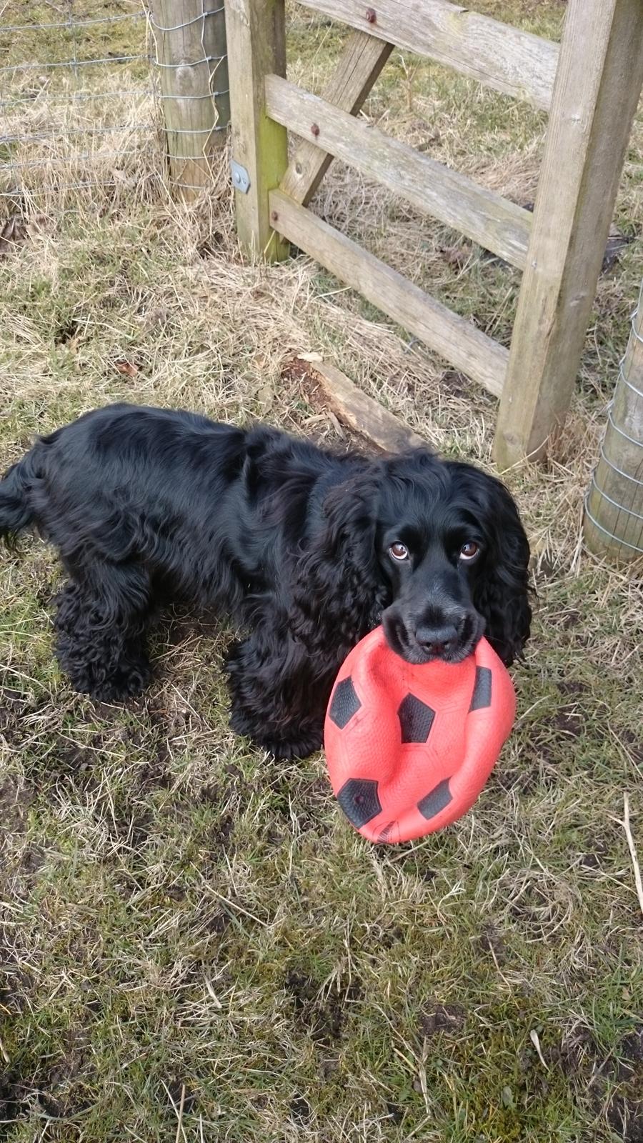 Cocker spaniel Pepsi billede 13