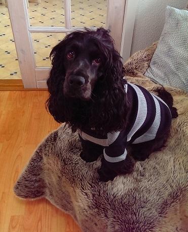 Cocker spaniel Pepsi billede 10