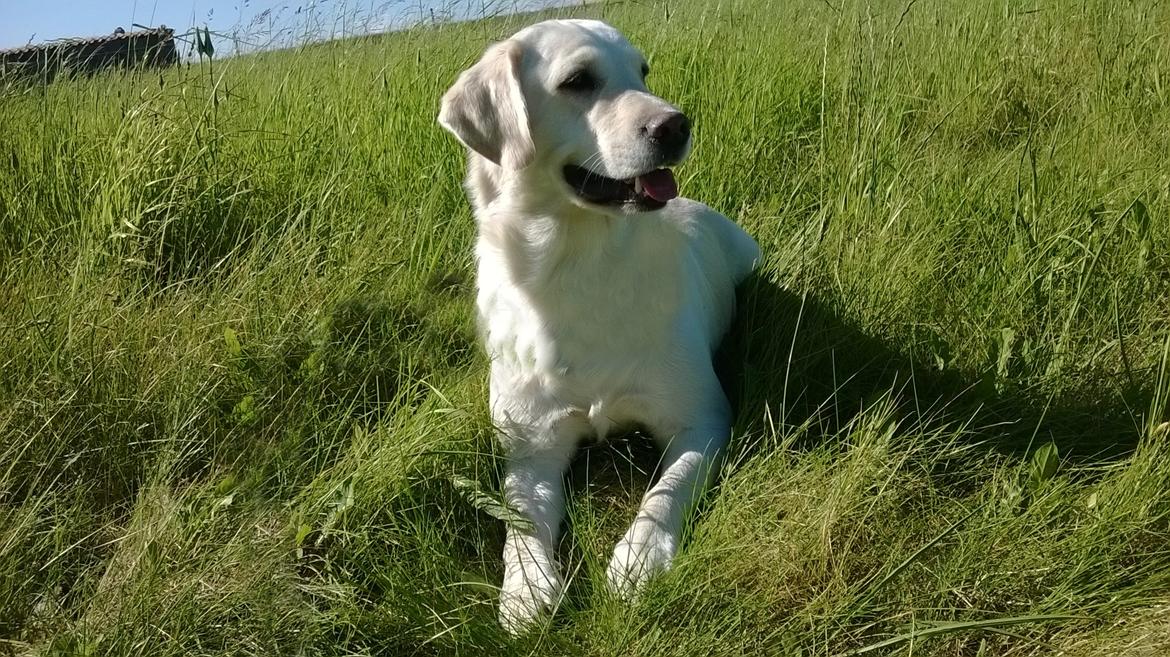 Blanding af racer †Puk† billede 44