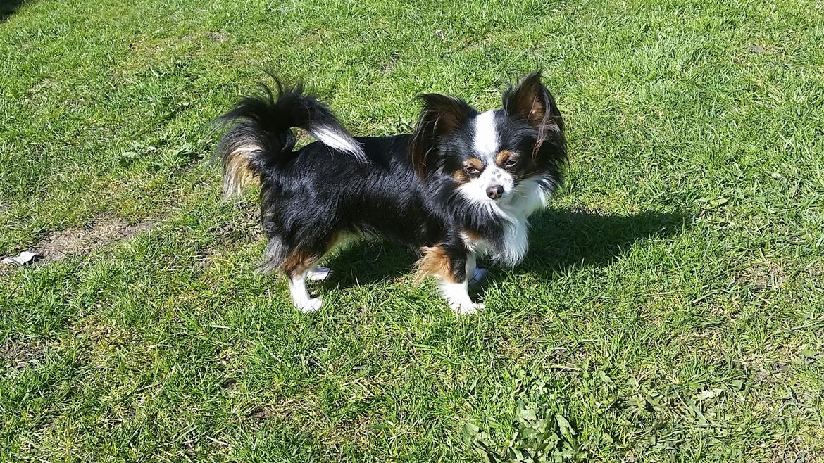 Chihuahua Bailey billede 1