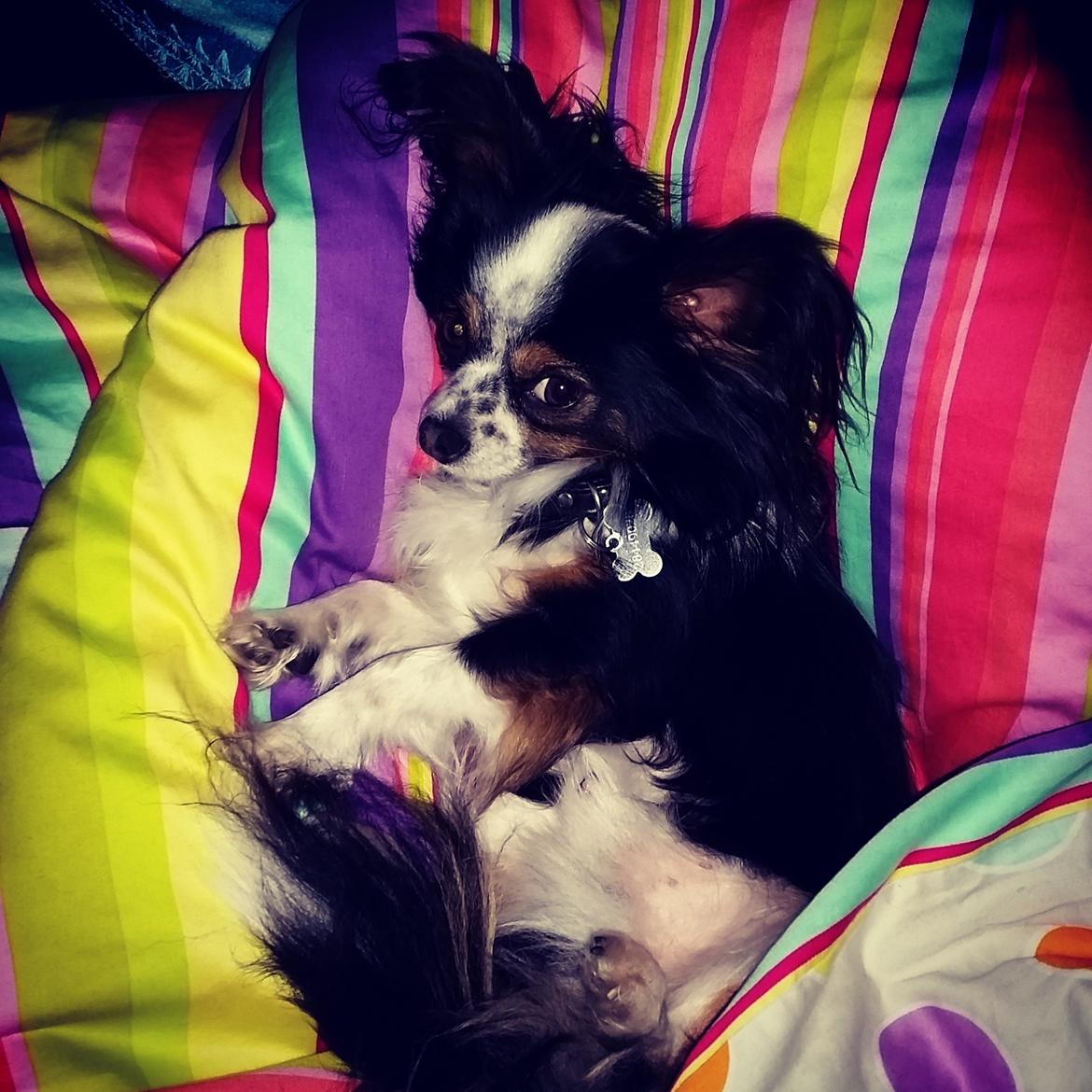 Chihuahua Bailey billede 4