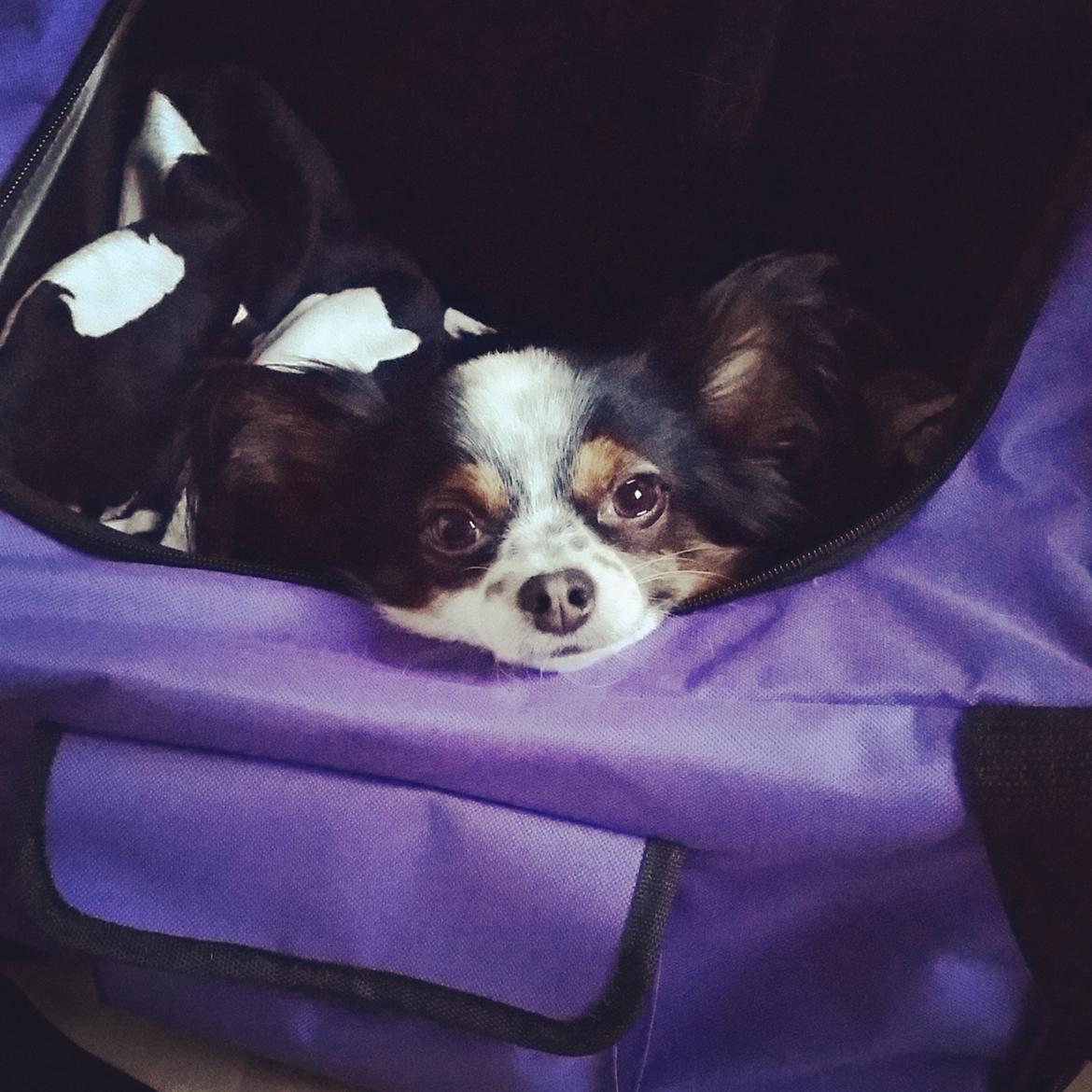 Chihuahua Bailey billede 2