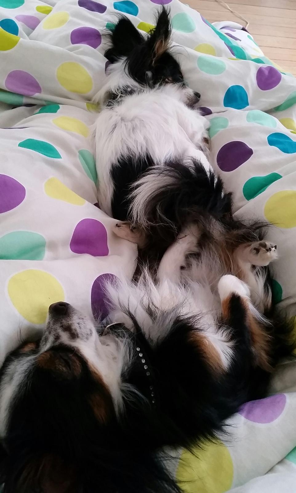 Chihuahua Bailey billede 5
