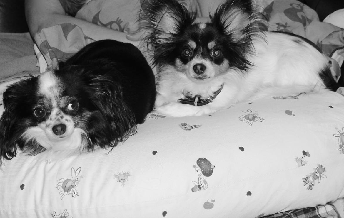 Chihuahua Bailey billede 3