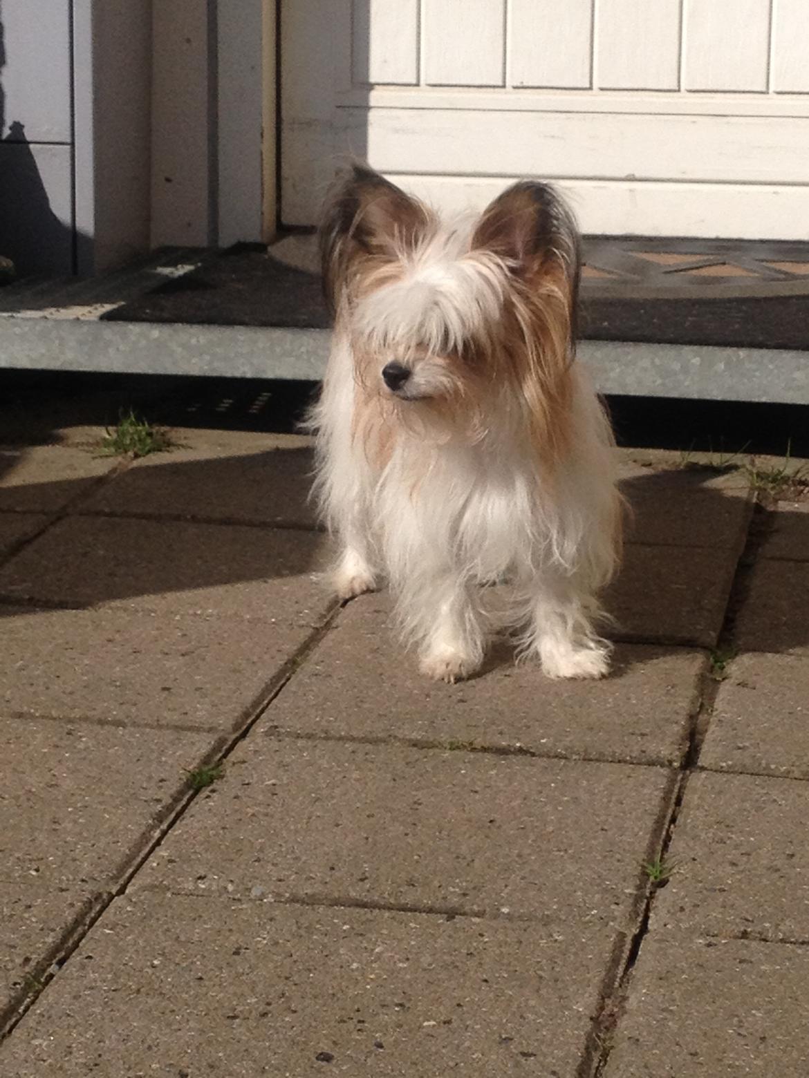 Blanding af racer Bella - 26-04-2016 billede 1