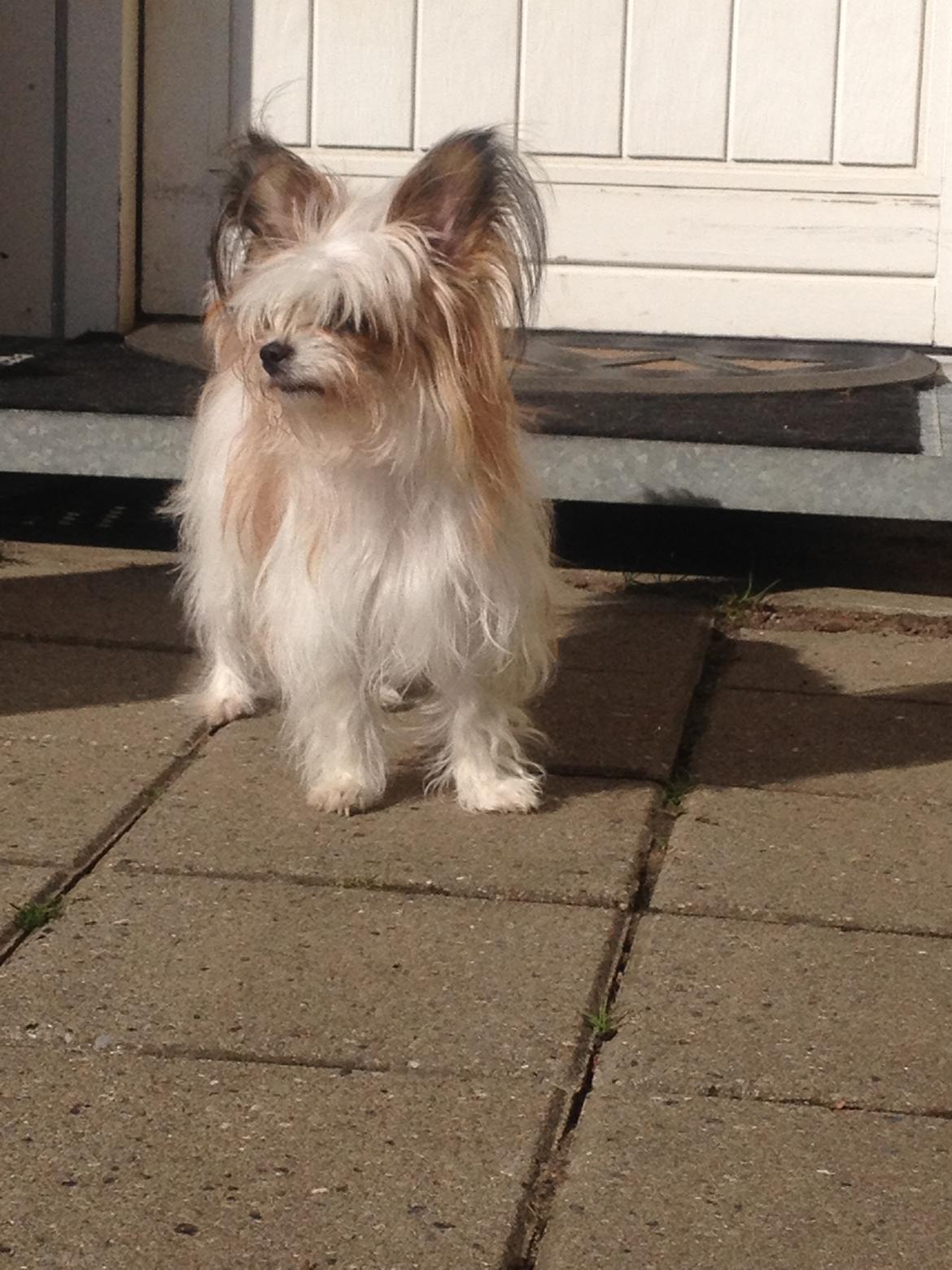 Blanding af racer Bella - 26-04-2016 billede 2