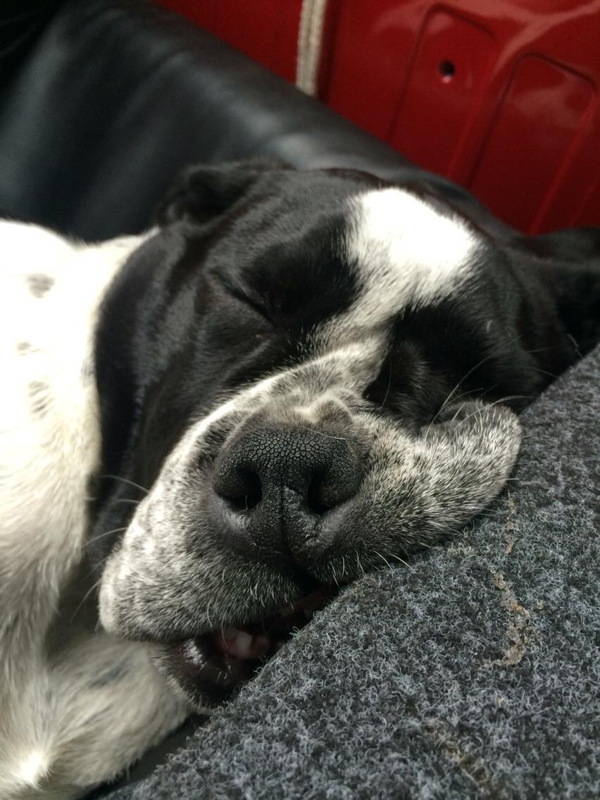 Blanding af racer Maggie billede 17