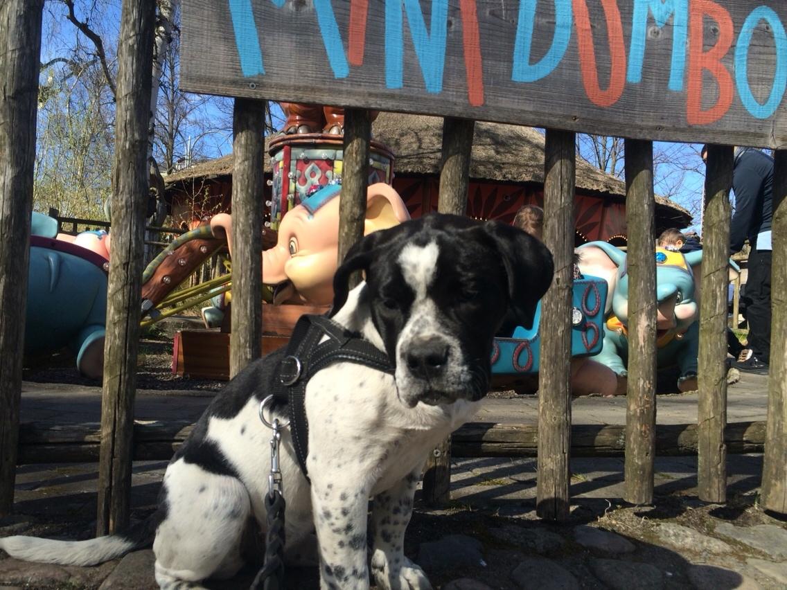 Blanding af racer Maggie billede 18