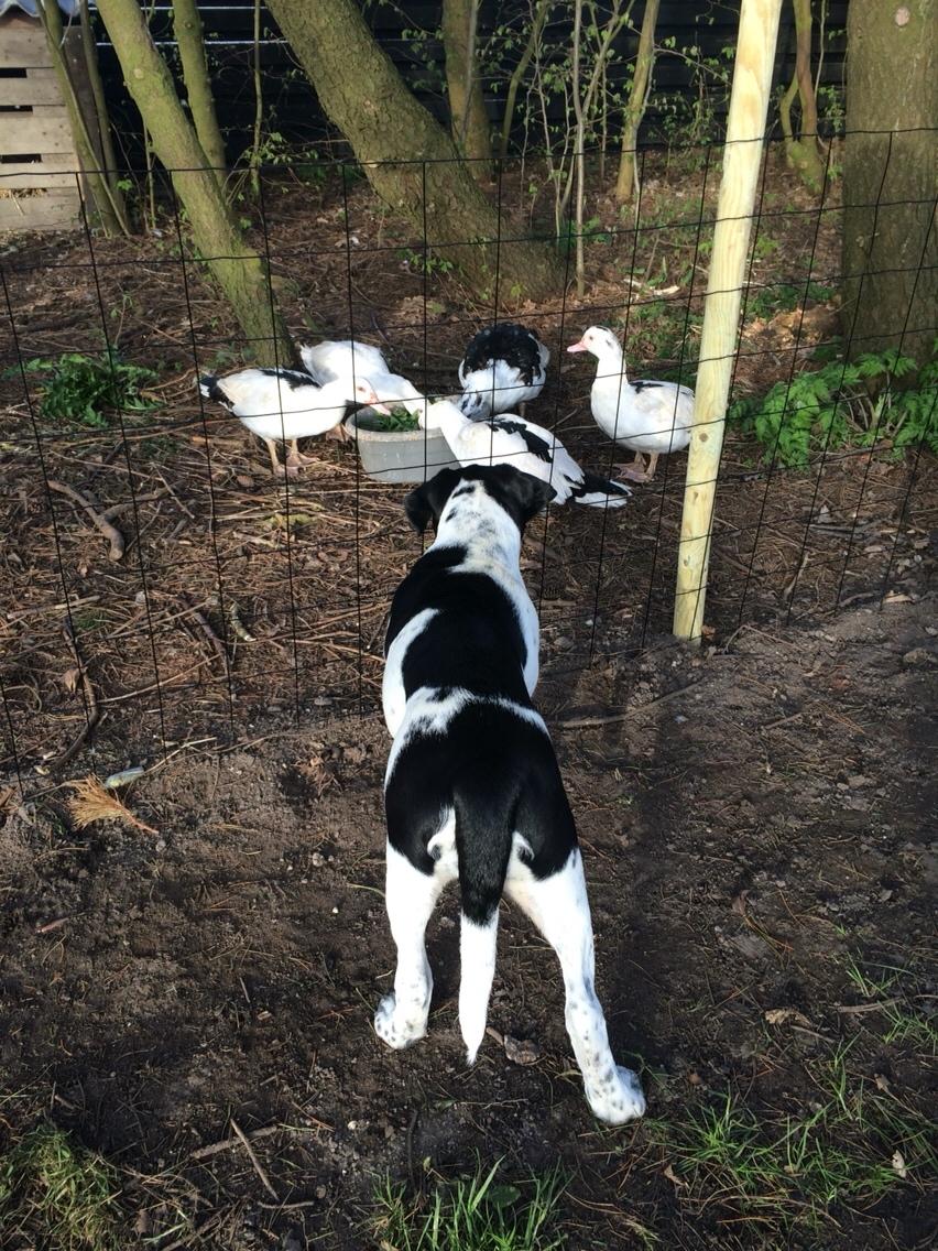 Blanding af racer Maggie billede 19