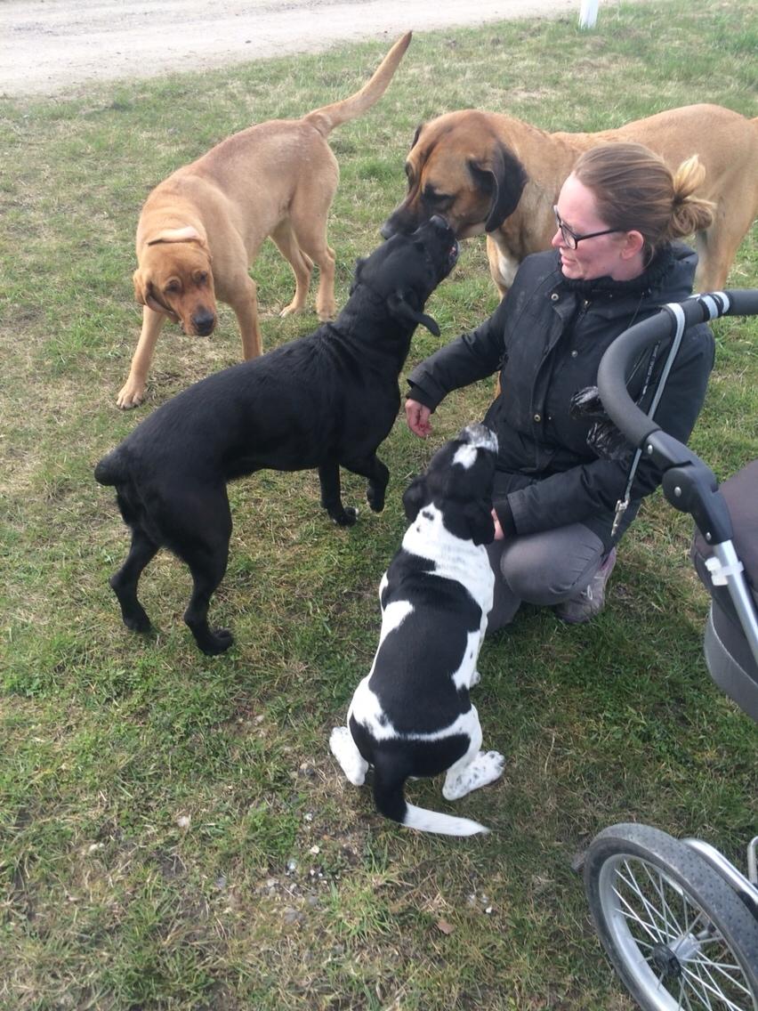 Blanding af racer Maggie billede 20