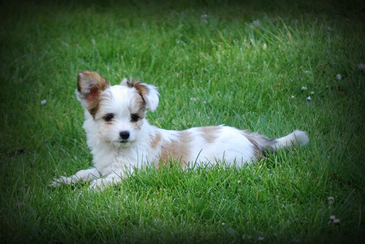 Blanding af racer Charlie - 27-04-2016 en lille strandtur billede 1