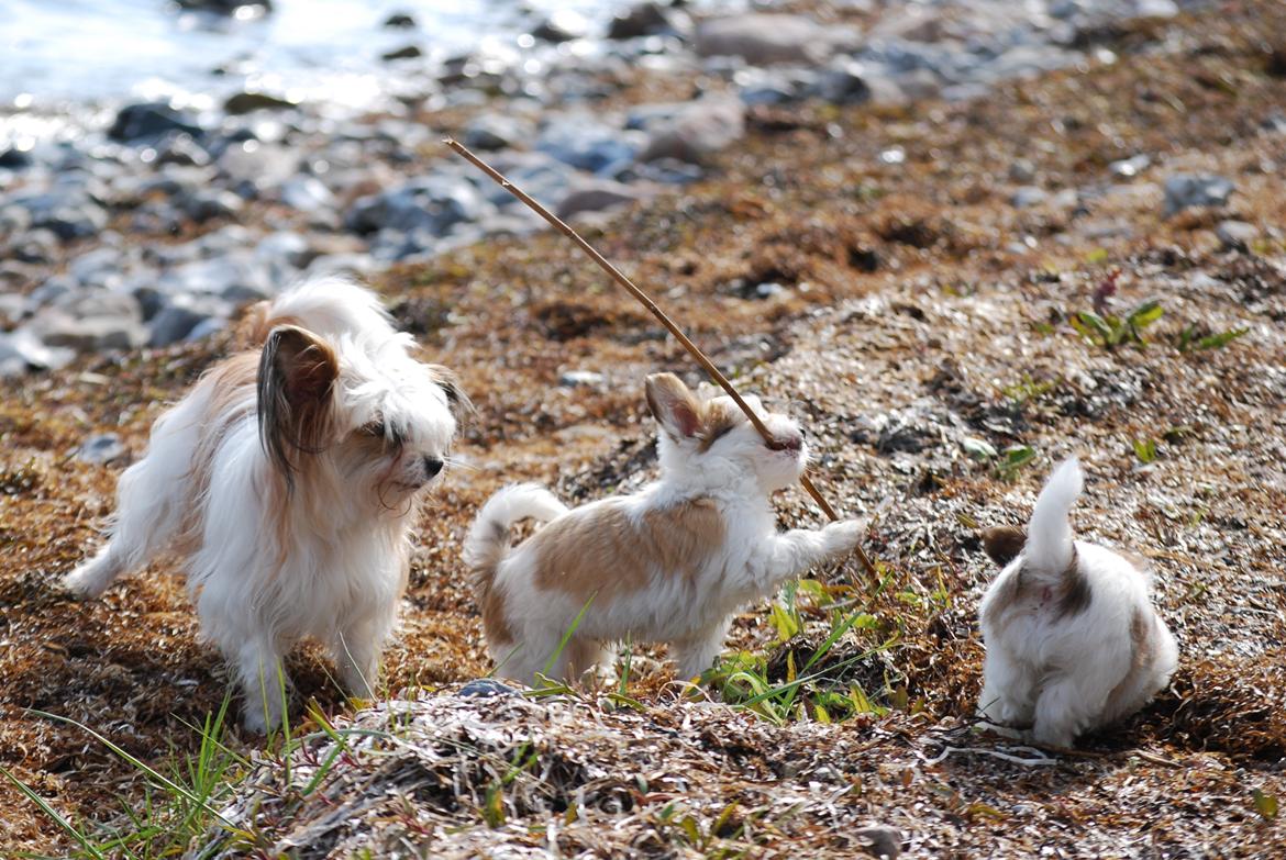 Blanding af racer Charlie - 27-04-2016 en lille strandtur billede 5