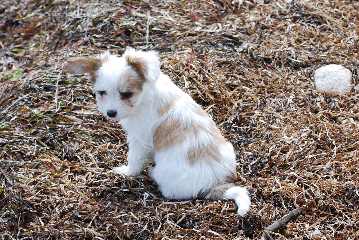 Blanding af racer Charlie - 27-04-2016 en lille strandtur billede 4