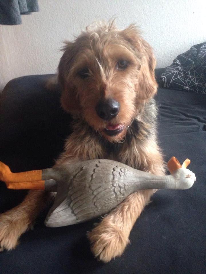 Blanding af racer Hilda billede 2