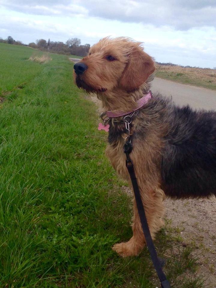 Blanding af racer Hilda billede 5