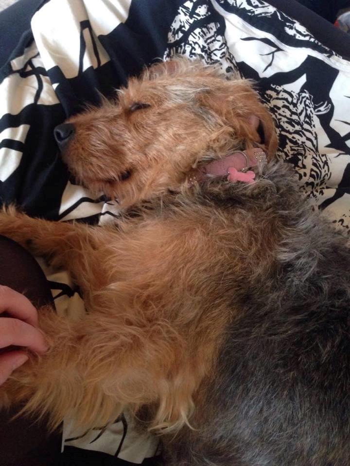 Blanding af racer Hilda billede 6