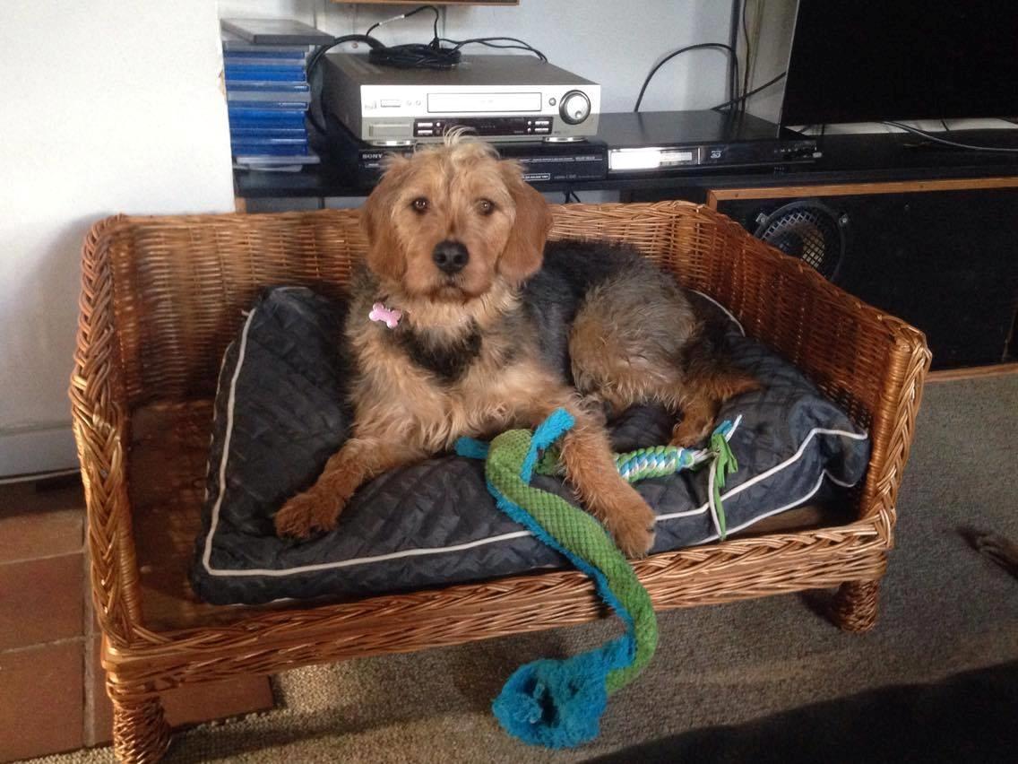 Blanding af racer Hilda billede 7