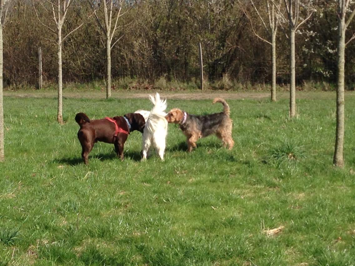 Blanding af racer Hilda billede 8