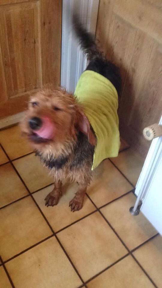 Blanding af racer Hilda billede 9