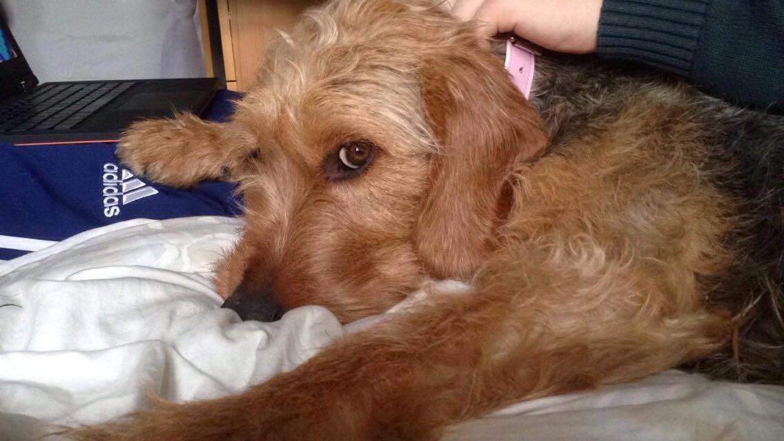 Blanding af racer Hilda billede 3