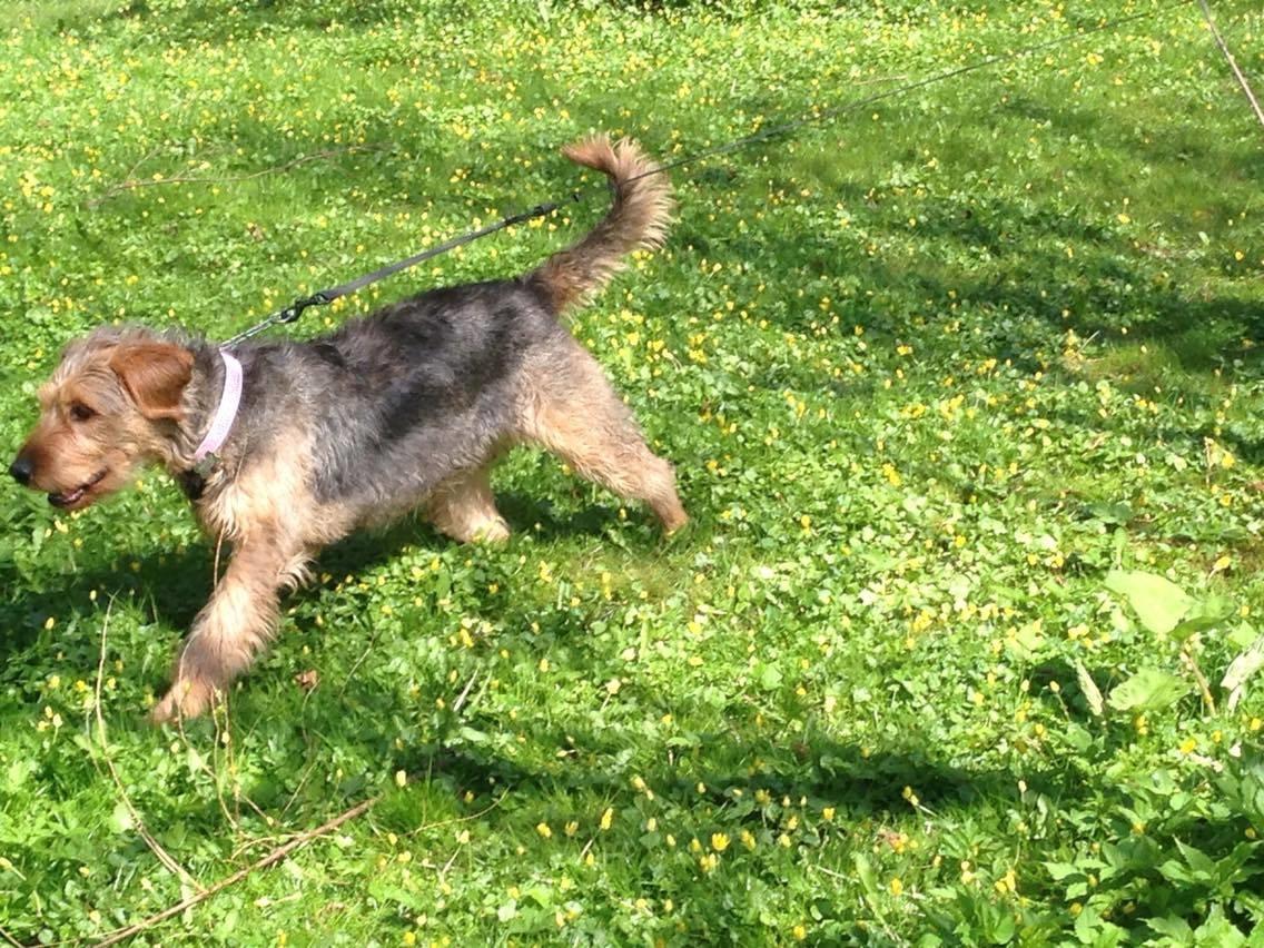 Blanding af racer Hilda billede 11