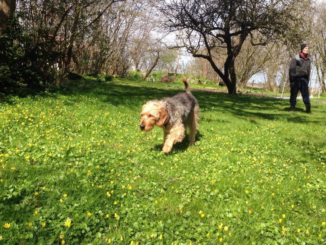 Blanding af racer Hilda billede 12