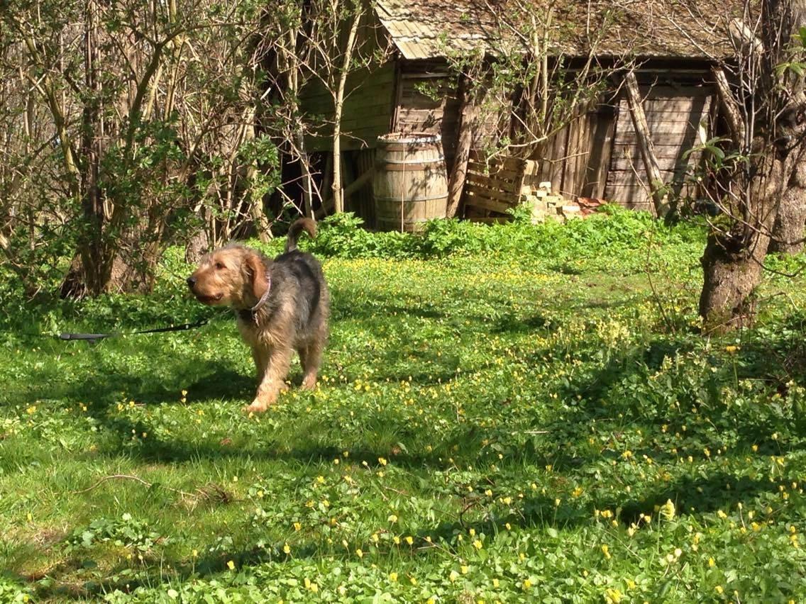 Blanding af racer Hilda billede 13