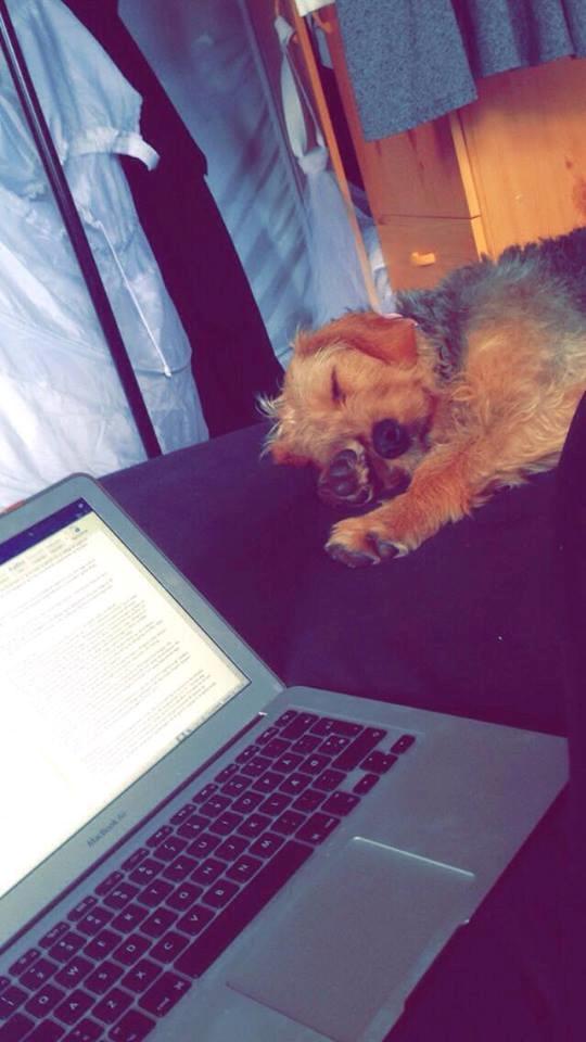 Blanding af racer Hilda billede 18