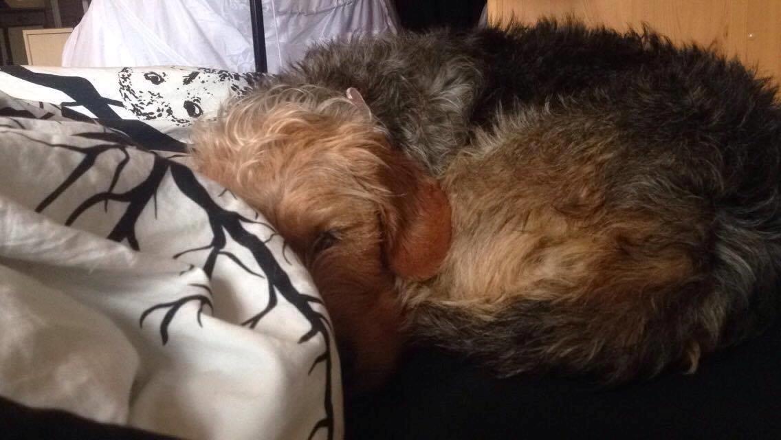 Blanding af racer Hilda billede 19