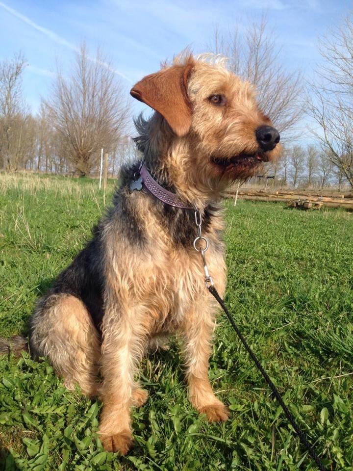 Blanding af racer Hilda billede 20