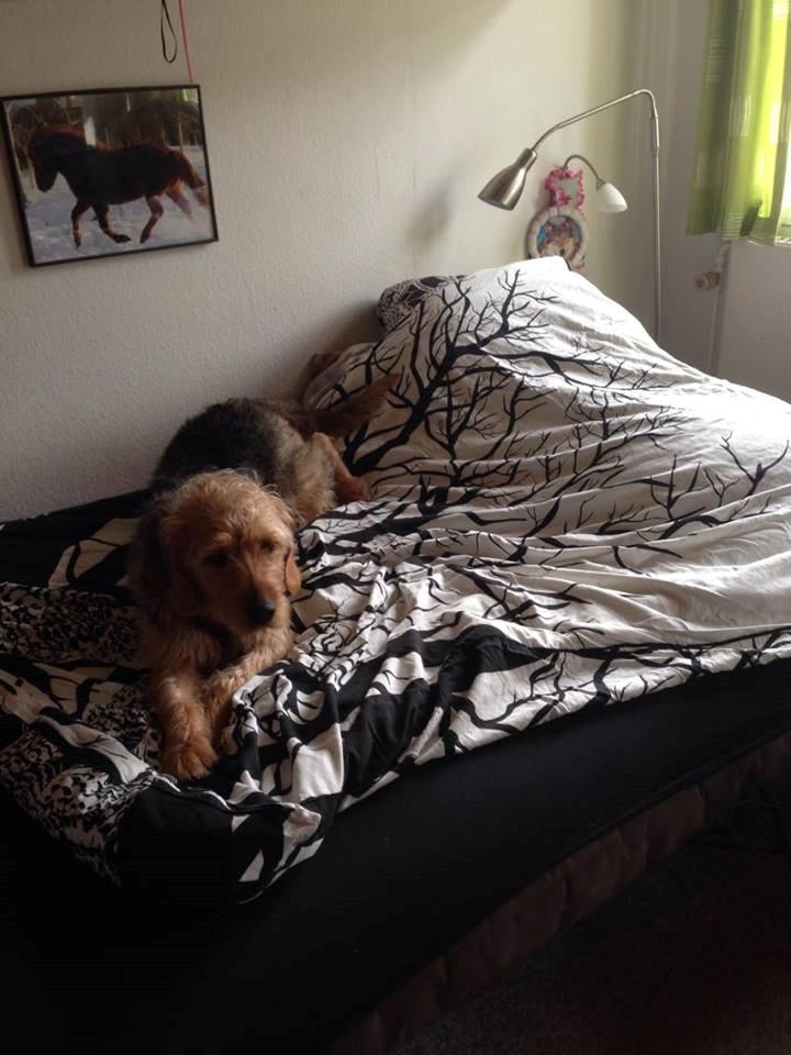 Blanding af racer Hilda billede 21